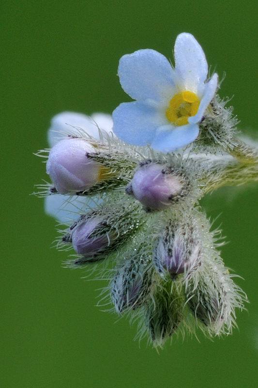 Myosotis discolor /  Myosotis discolore